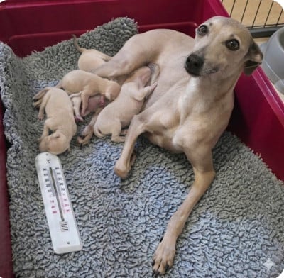 Les chiots de Petit Levrier Italien