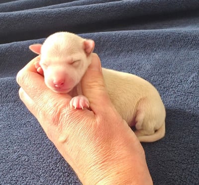 Les chiots de Petit Levrier Italien