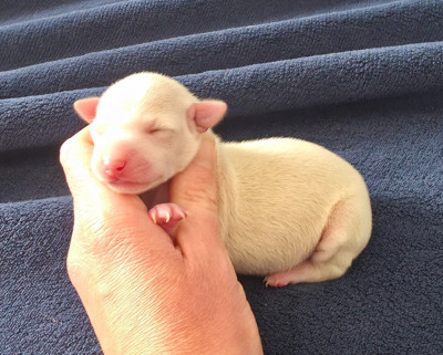 Les chiots de Petit Levrier Italien