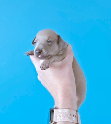 Les chiots de Petit Levrier Italien