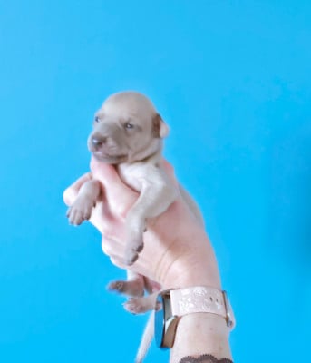 Les chiots de Petit Levrier Italien