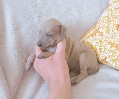 Les chiots de Petit Levrier Italien