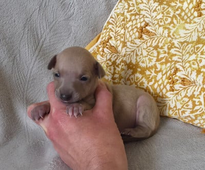 Les chiots de Petit Levrier Italien