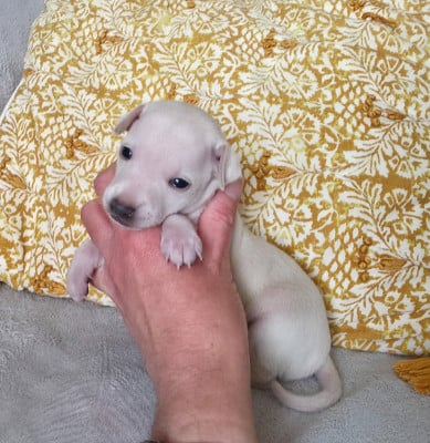 Les chiots de Petit Levrier Italien