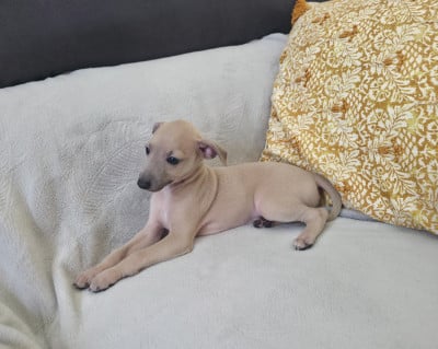 Les chiots de Petit Levrier Italien