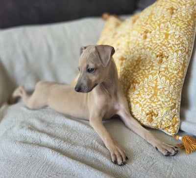 Les chiots de Petit Levrier Italien