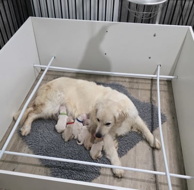 Les chiots de Golden Retriever