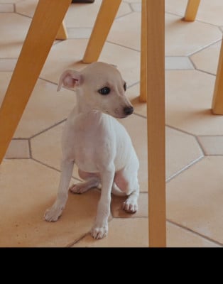 Les chiots de Petit Levrier Italien