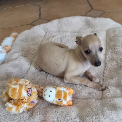 Les chiots de Petit Levrier Italien