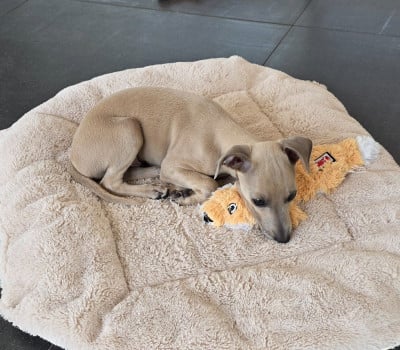 Les chiots de Petit Levrier Italien