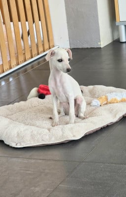 Les chiots de Petit Levrier Italien