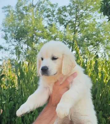 Les chiots de Golden Retriever