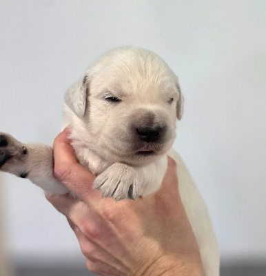 Les chiots de Golden Retriever