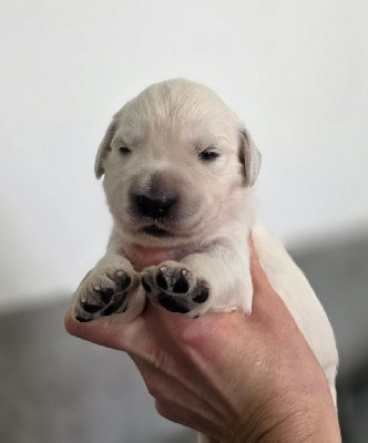 Les chiots de Golden Retriever