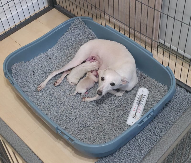 Petit Levrier Italien - Du Clos Des Lucs