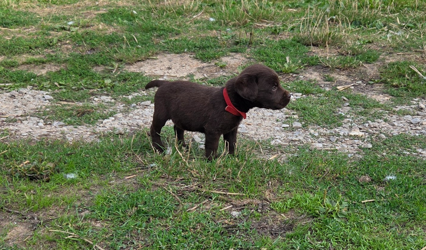 Chiot N°3