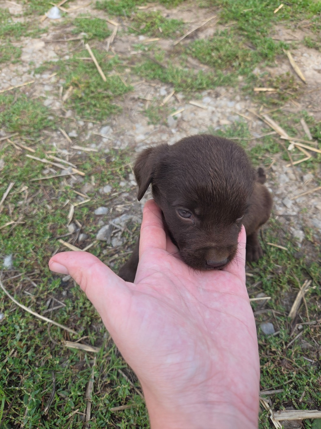 Chiot N°3