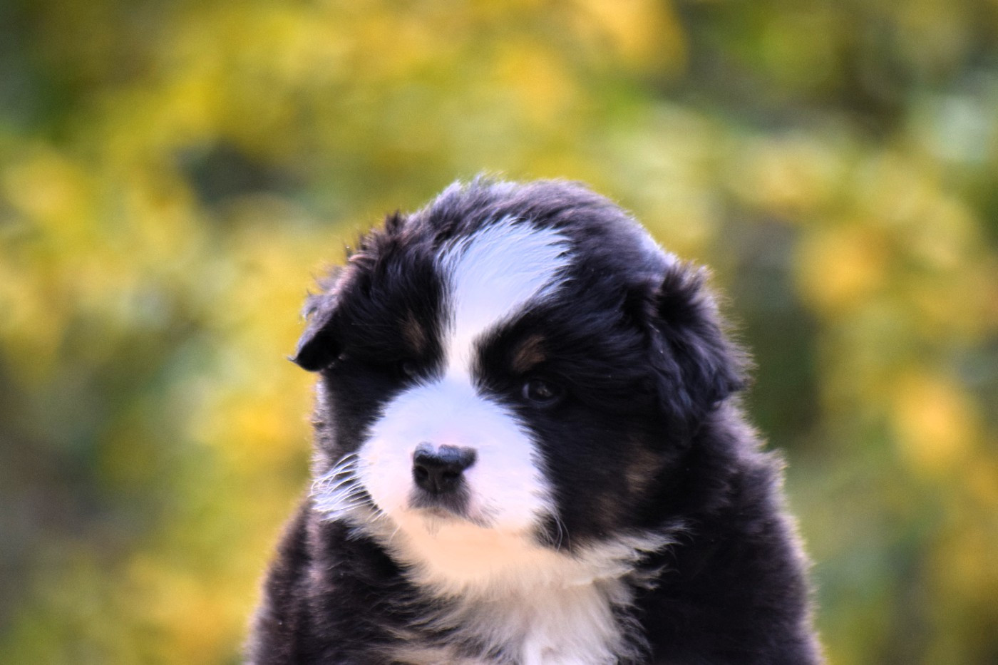 Berger Américain Miniature  - Du Clos De Belara