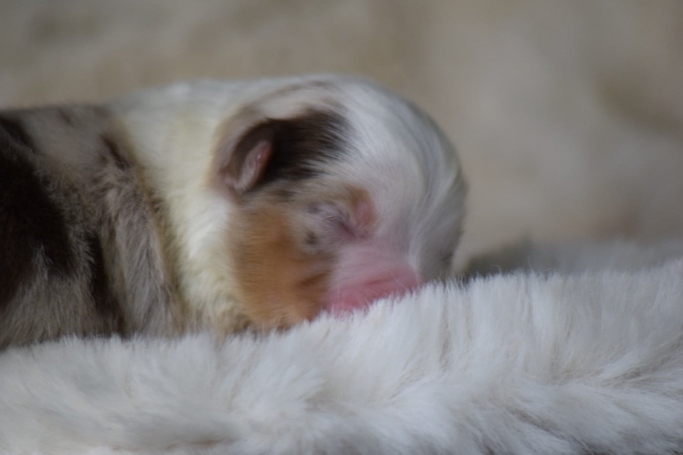 CHIOT 1 - Berger Américain Miniature 