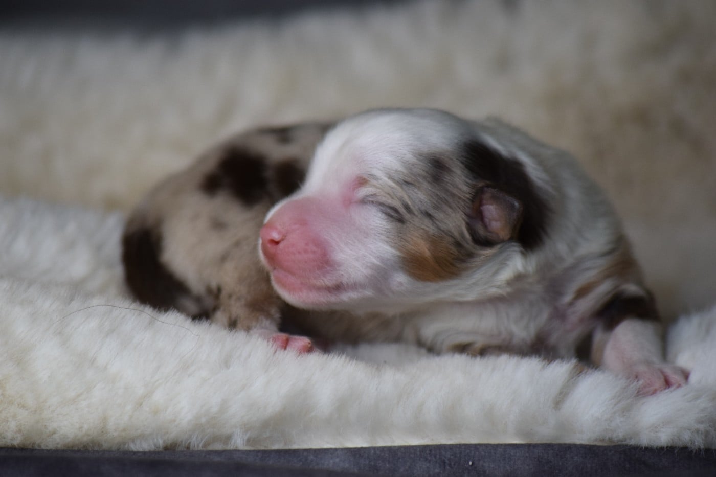 CHIOT 2 - Berger Américain Miniature