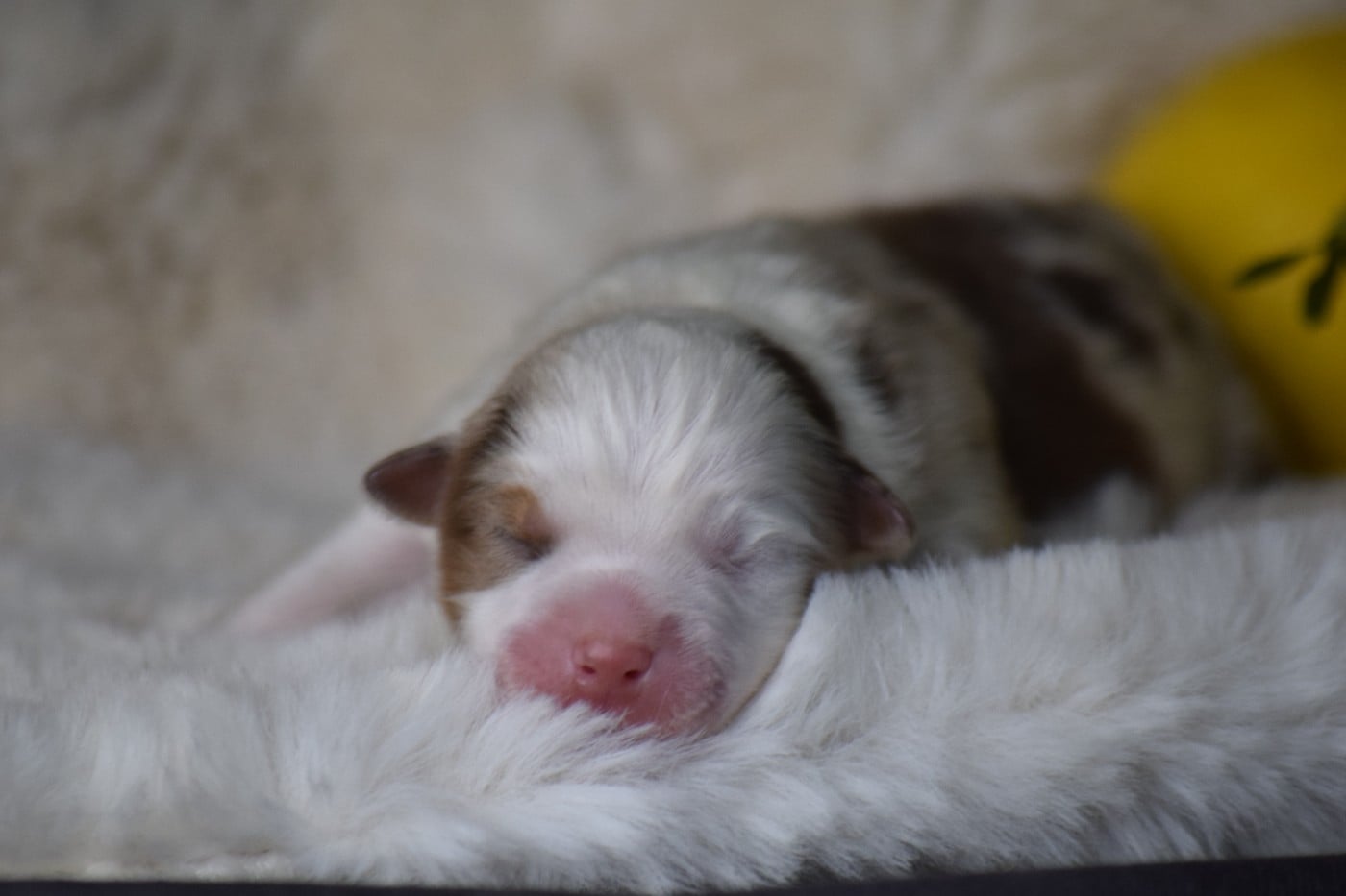 CHIOT 4 - Berger Américain Miniature