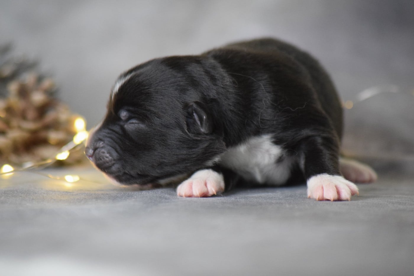 Berger Américain Miniature  - Du Clos De Belara