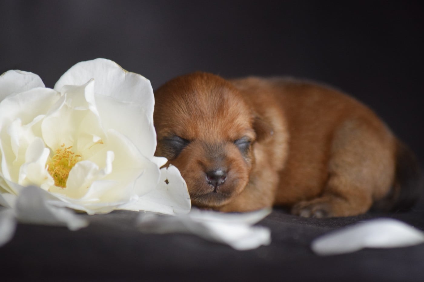 B NORFIE 2 - Norfolk Terrier