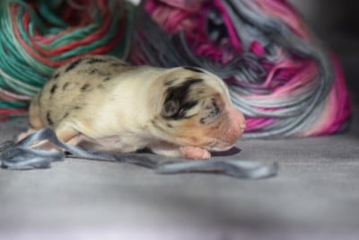 Les chiots de Berger Américain Miniature 