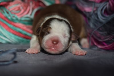 Les chiots de Berger Américain Miniature