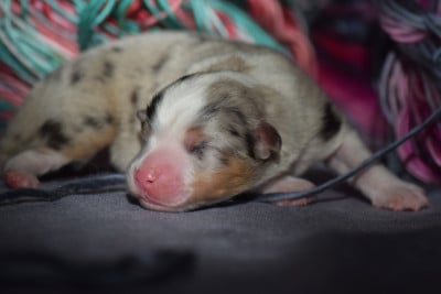 Les chiots de Berger Américain Miniature 