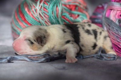 Les chiots de Berger Américain Miniature 