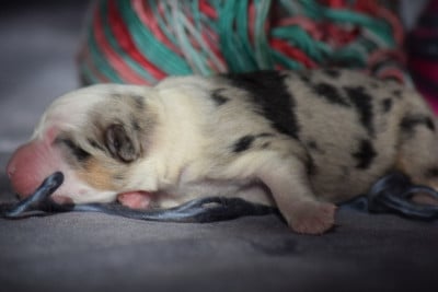 Les chiots de Berger Américain Miniature 