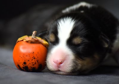 Les chiots de Berger Américain Miniature