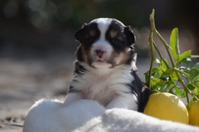 Les chiots de Berger Américain Miniature 