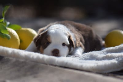 Les chiots de Berger Américain Miniature 