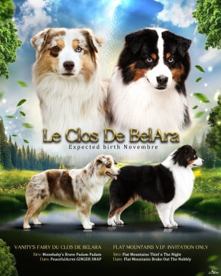 Les chiots de Berger Américain Miniature 