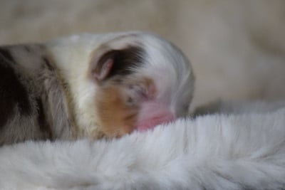 Les chiots de Berger Américain Miniature 