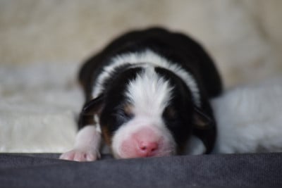 Les chiots de Berger Américain Miniature 