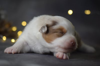 Les chiots de Berger Américain Miniature