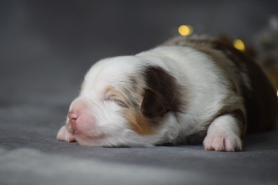 Les chiots de Berger Américain Miniature 