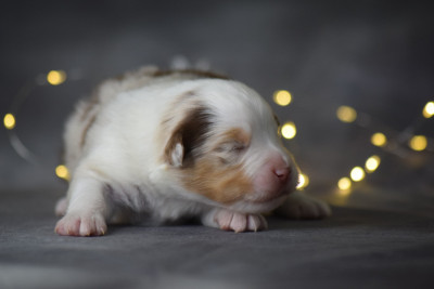 Les chiots de Berger Américain Miniature 