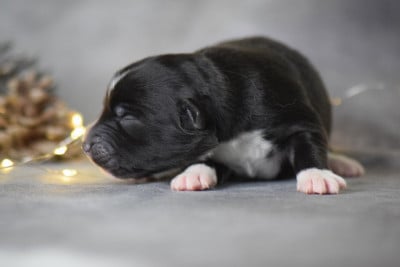 Les chiots de Berger Américain Miniature