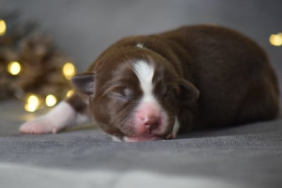 Les chiots de Berger Américain Miniature 