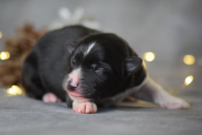 Les chiots de Berger Américain Miniature
