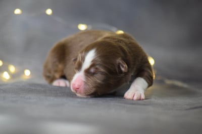 Les chiots de Berger Américain Miniature 