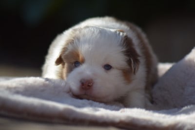Les chiots de Berger Américain Miniature 