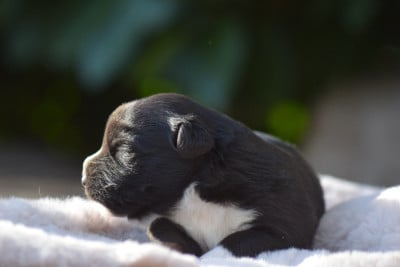 Les chiots de Berger Américain Miniature 