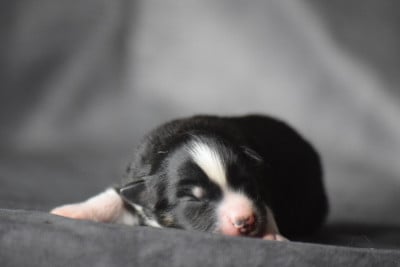Les chiots de Berger Américain Miniature