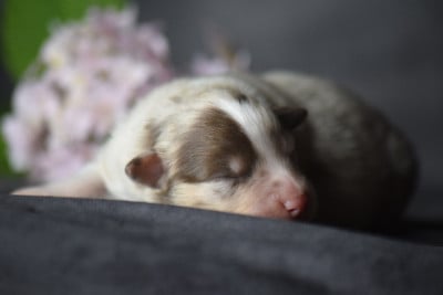 Les chiots de Berger Américain Miniature