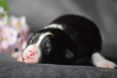 Les chiots de Berger Américain Miniature
